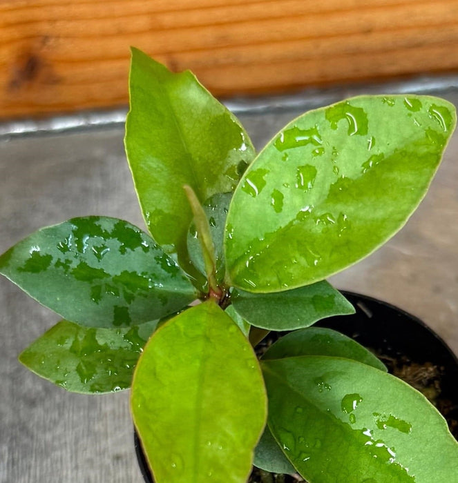 The Plant Farm® Houseplants Ardisia humilis, 2" Plant