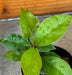 The Plant Farm® Houseplants Ardisia humilis, 2" Plant