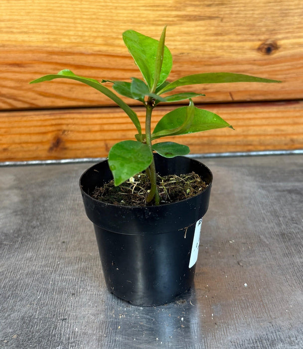 The Plant Farm® Houseplants Ardisia humilis, 2" Plant