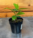 The Plant Farm® Houseplants Ardisia humilis, 2" Plant