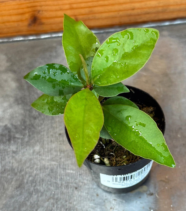 The Plant Farm® Houseplants Ardisia humilis, 2" Plant