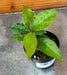 The Plant Farm® Houseplants Ardisia humilis, 2" Plant
