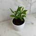 The Plant Farm® Houseplants Ardisia humilis, 4" Plant