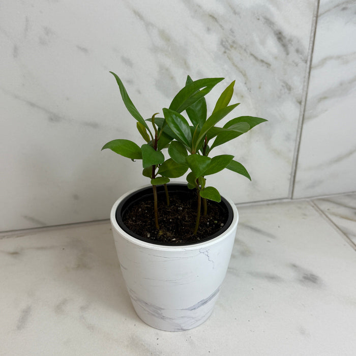The Plant Farm® Houseplants Ardisia humilis, 4" Plant