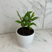The Plant Farm® Houseplants Ardisia humilis, 4" Plant