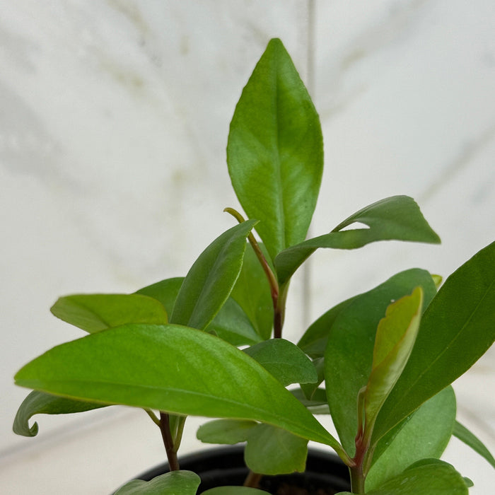 The Plant Farm® Houseplants Ardisia humilis, 4" Plant