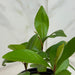 The Plant Farm® Houseplants Ardisia humilis, 4" Plant