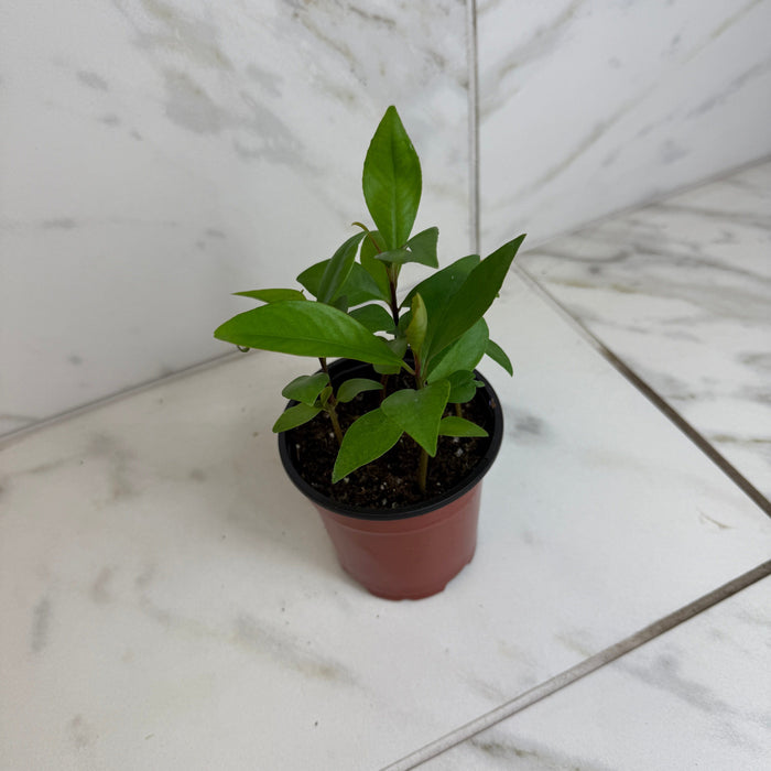 The Plant Farm® Houseplants Ardisia humilis, 4" Plant