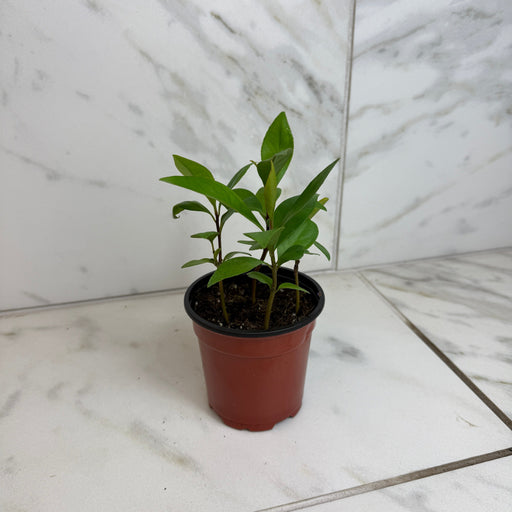 The Plant Farm® Houseplants Ardisia humilis, 4" Plant