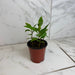 The Plant Farm® Houseplants Ardisia humilis, 4" Plant