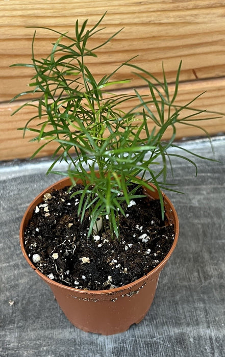 The Plant Farm® Houseplants Asparagus Densiflorus Sprengeri Fern, 2" Plant