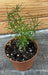 The Plant Farm® Houseplants Asparagus Densiflorus Sprengeri Fern, 2" Plant