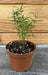 The Plant Farm® Houseplants Asparagus Densiflorus Sprengeri Fern, 2" Plant