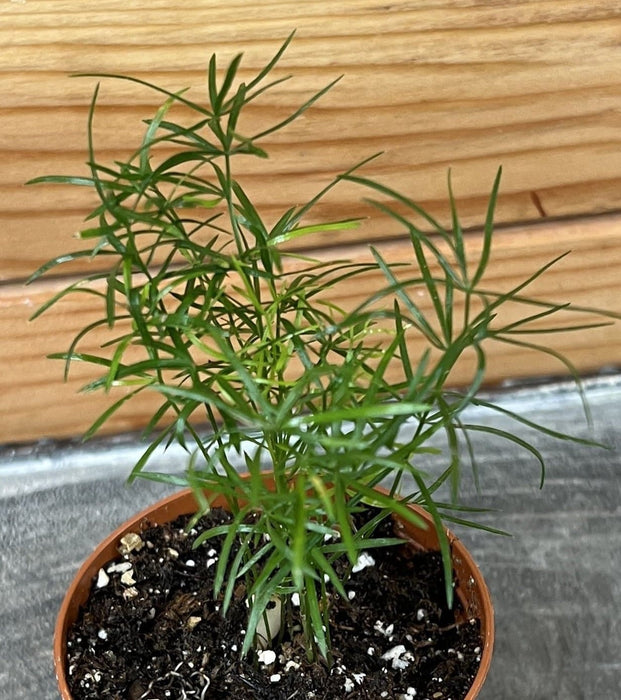 The Plant Farm® Houseplants Asparagus Densiflorus Sprengeri Fern, 2" Plant