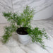 The Plant Farm® Houseplants Asparagus Densiflorus Sprengeri Fern, 4" Plant
