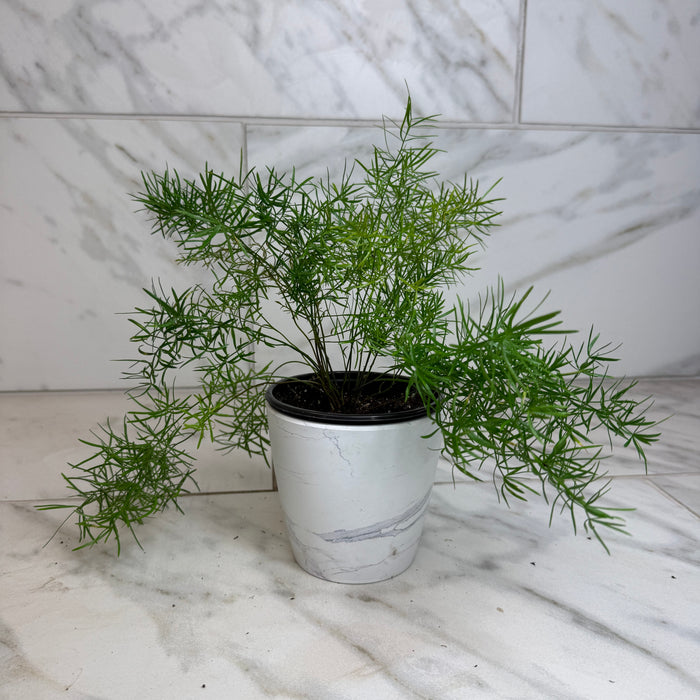 The Plant Farm® Houseplants Asparagus Densiflorus Sprengeri Fern, 4" Plant