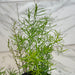 The Plant Farm® Houseplants Asparagus Densiflorus Sprengeri Fern, 4" Plant
