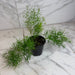 The Plant Farm® Houseplants Asparagus Densiflorus Sprengeri Fern, 4" Plant