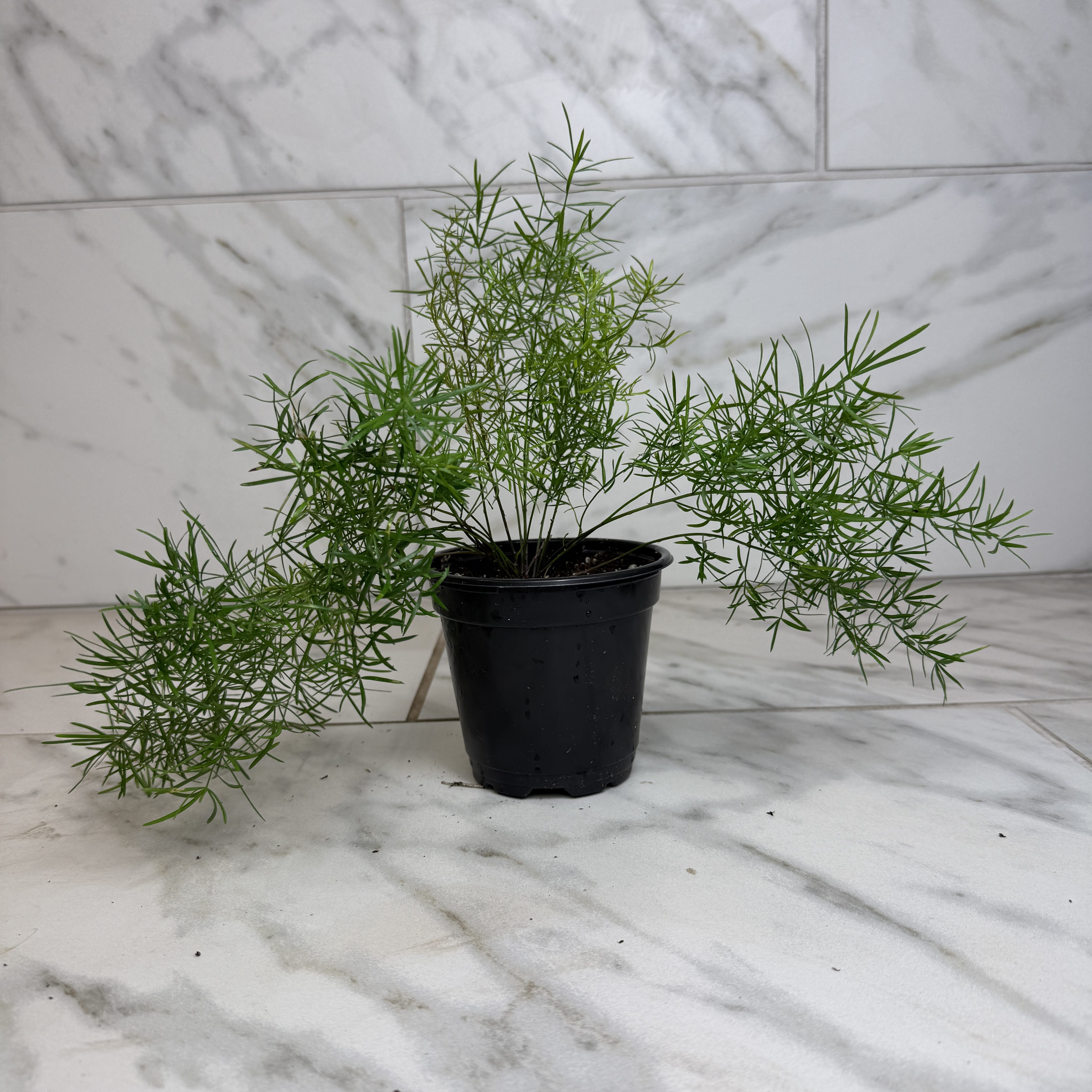 asparagus fern potted plant Asparagus Densiflorus Sprengeri Fern, 4" Plant