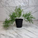 The Plant Farm® Houseplants Asparagus Densiflorus Sprengeri Fern, 4" Plant
