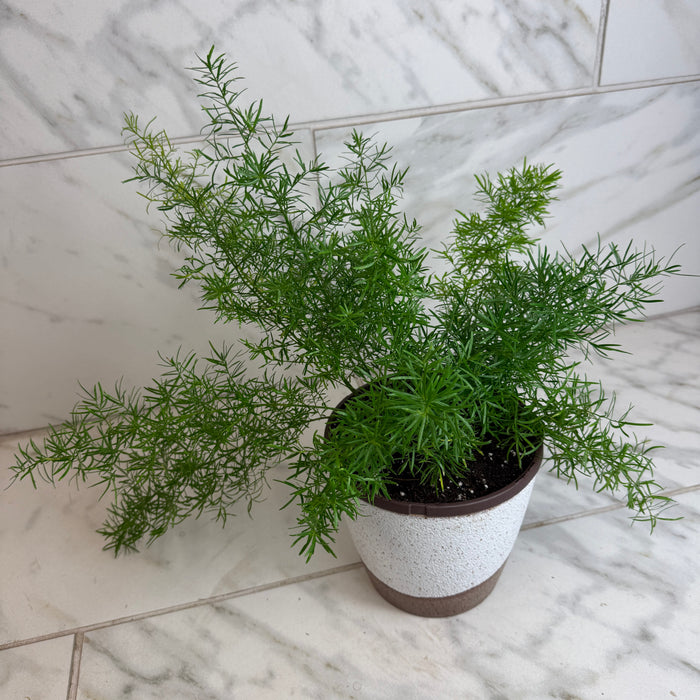 The Plant Farm® Houseplants Asparagus Densiflorus Sprengeri Fern, 6" Plant
