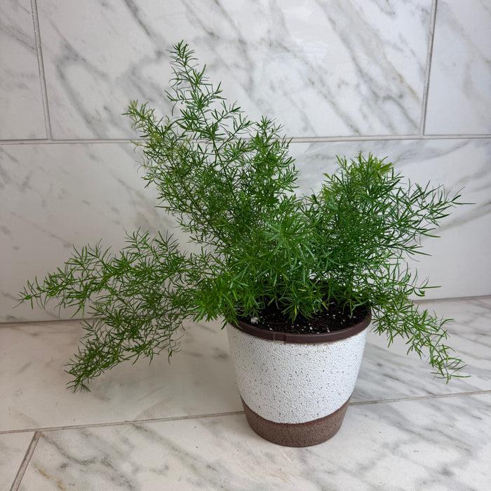 The Plant Farm® Houseplants Asparagus Densiflorus Sprengeri Fern, 6" Plant