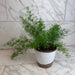 The Plant Farm® Houseplants Asparagus Densiflorus Sprengeri Fern, 6" Plant