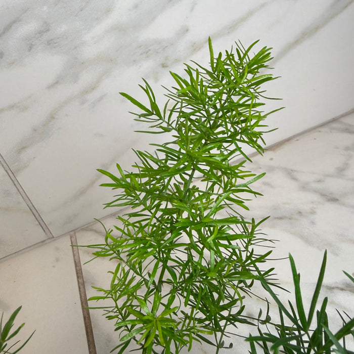 The Plant Farm® Houseplants Asparagus Densiflorus Sprengeri Fern, 6" Plant