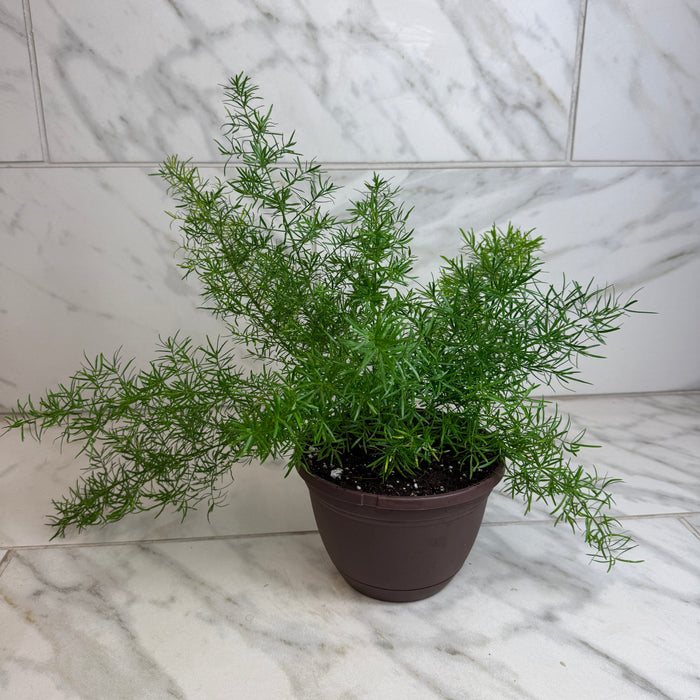 The Plant Farm® Houseplants Asparagus Densiflorus Sprengeri Fern, 6" Plant