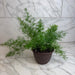 The Plant Farm® Houseplants Asparagus Densiflorus Sprengeri Fern, 6" Plant