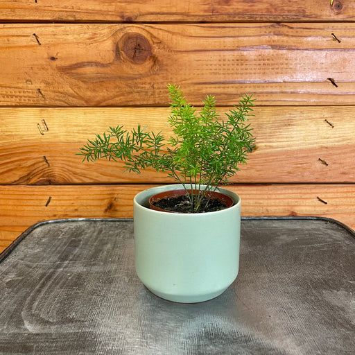 The Plant Farm® Houseplants Asparagus Meyeri Foxtail Fern, 2" Plant