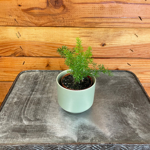 The Plant Farm® Houseplants Asparagus Meyeri Foxtail Fern, 2" Plant
