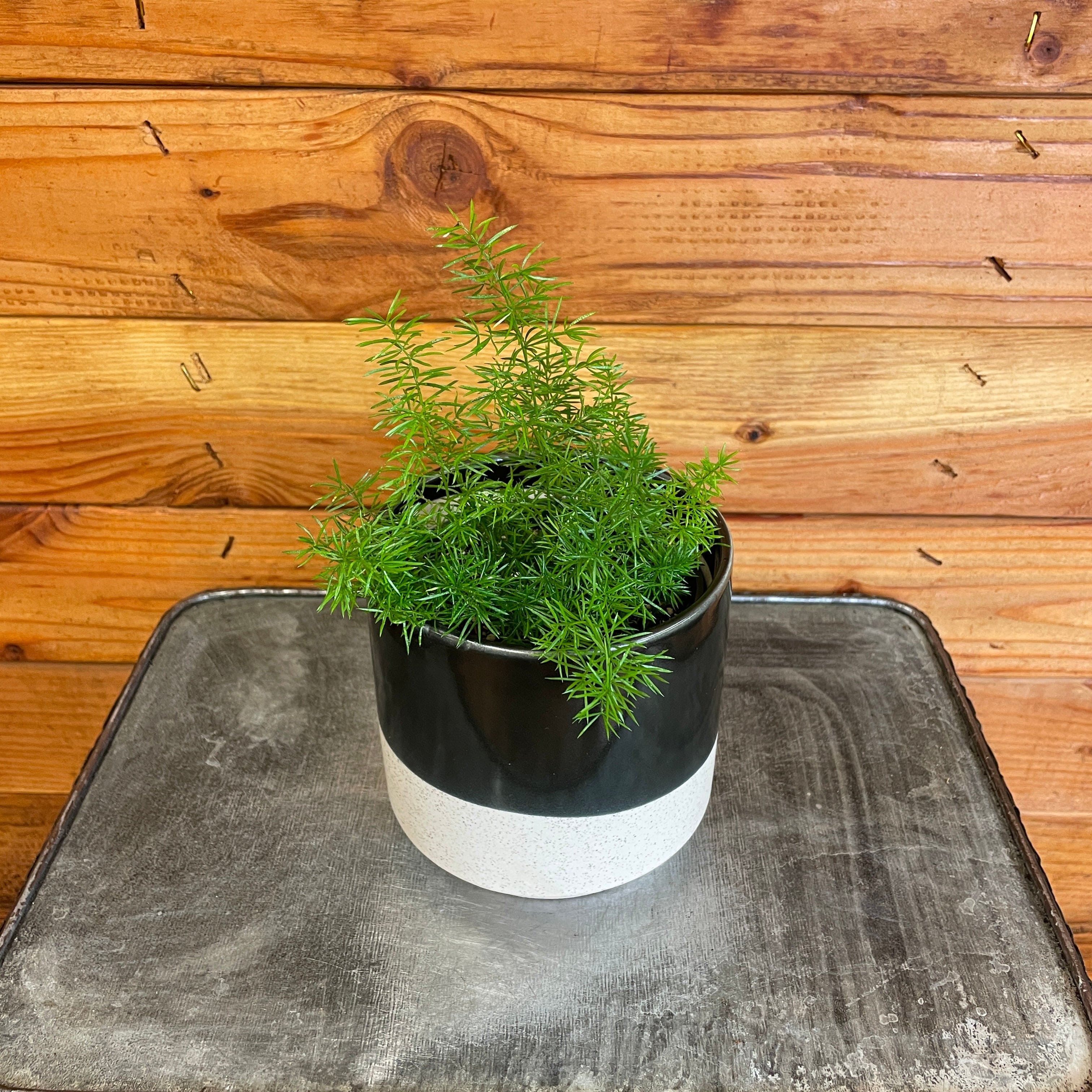 Fern 'Asparagus', Indoor Plant, Tropical Plant