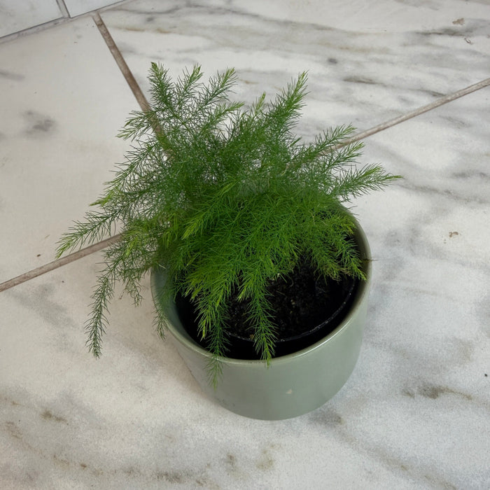 The Plant Farm® Houseplants Asparagus Plumosa Fern, 2" Plant