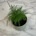 The Plant Farm® Houseplants Asparagus Plumosa Fern, 2" Plant