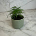 The Plant Farm® Houseplants Asparagus Plumosa Fern, 2" Plant