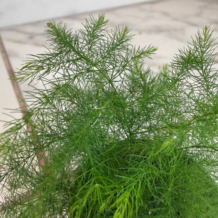The Plant Farm® Houseplants Asparagus Plumosa Fern, 2" Plant