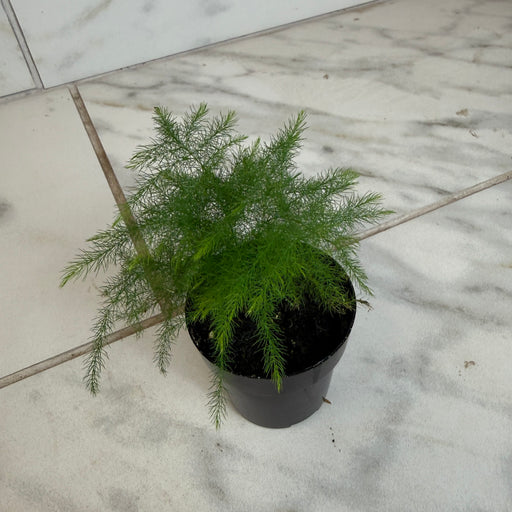 The Plant Farm® Houseplants Asparagus Plumosa Fern, 2" Plant