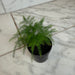 The Plant Farm® Houseplants Asparagus Plumosa Fern, 2" Plant