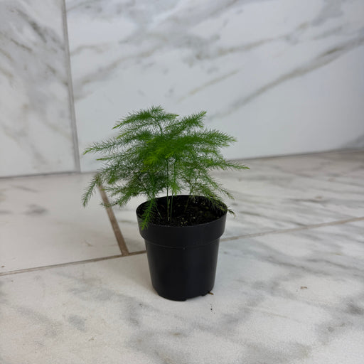 The Plant Farm® Houseplants Asparagus Plumosa Fern, 2" Plant