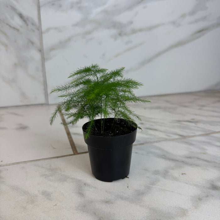 The Plant Farm® Houseplants Asparagus Plumosa Fern, 2" Plant