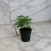 The Plant Farm® Houseplants Asparagus Plumosa Fern, 2" Plant