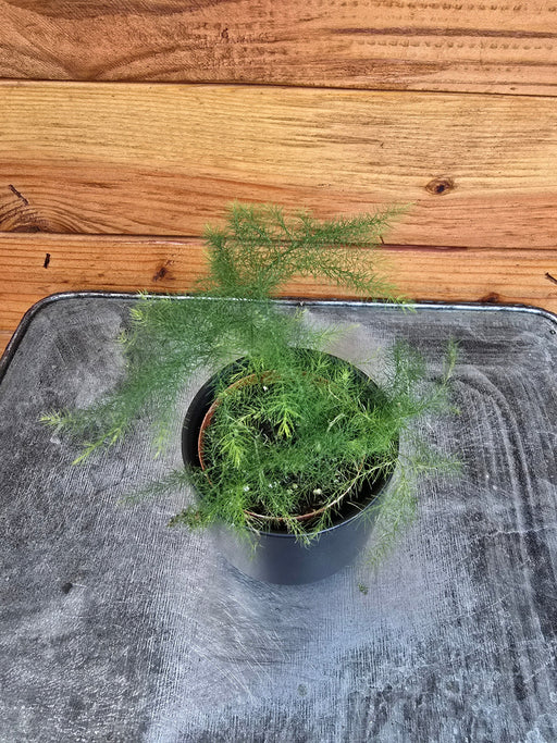 The Plant Farm® Houseplants Asparagus Plumosa Fern, 2" Plant