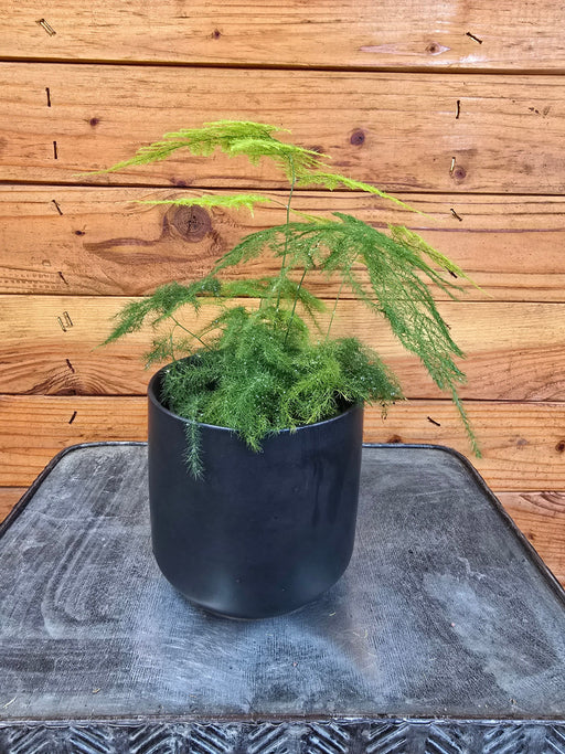 The Plant Farm® Houseplants Asparagus Plumosa Fern, 4" Plant