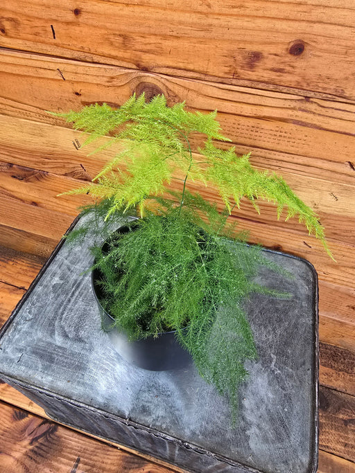 The Plant Farm® Houseplants Asparagus Plumosa Fern, 4" Plant