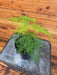 The Plant Farm® Houseplants Asparagus Plumosa Fern, 4" Plant