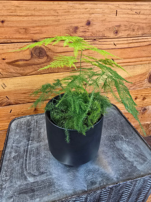 The Plant Farm® Houseplants Asparagus Plumosa Fern, 4" Plant