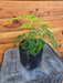 The Plant Farm® Houseplants Asparagus Plumosa Fern, 4" Plant