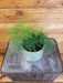 The Plant Farm® Houseplants Asparagus Setaceus Plumosa Fern, 4" Plant