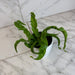 The Plant Farm® Houseplants Asplenium antiquum Hurricane Fern, 4" Plant